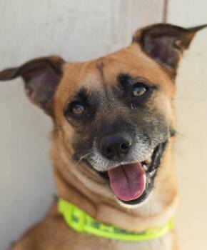 Yogi -  Terrier Dog for Adoption in Encinitas, California - Yogi | PetCurious