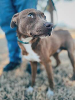 Chihuahua and American Staffordshire Terrier Dogs Available for Adoption - Wally | PetCurious