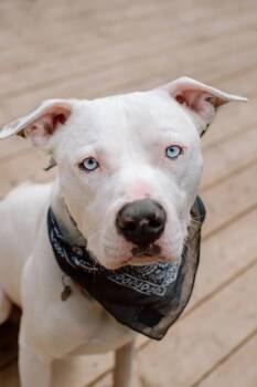 Mixed Breed Dogs Available for Adoption in Toronto, Ontario - RIGATONI | PetCurious