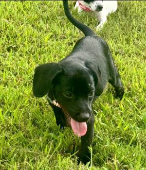 Penny -  Puggle and Chiweenie Dog for Adoption - Penny | PetCurious