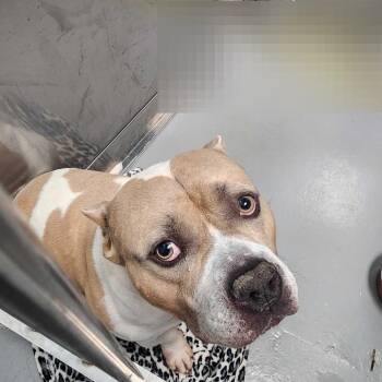 Leo -  Mixed Breed Dog for Adoption in Davenport, Iowa - Leo | PetCurious