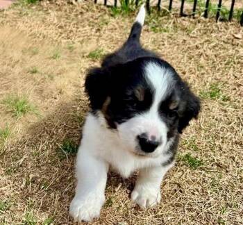 Border Collie Dogs Available for Adoption - Conway | PetCurious