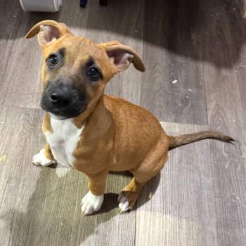 Teva -  Mixed Breed Dog for Adoption in Wappingers Falls, New York - Teva | PetCurious