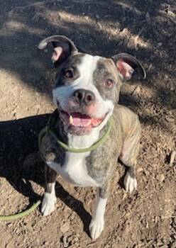 Rescue American Staffordshire Terrier Dogs for Adoption - Marty | PetCurious