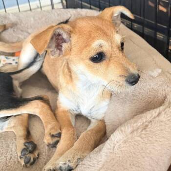 Terrier and Mixed Breed Dogs Available for Adoption in Las Vegas, Nevada - Barbashev | PetCurious