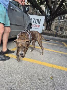 MASON -  American Staffordshire Terrier Dog for Adoption in San Antonio, Texas - MASON | PetCurious