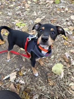 Rescue Miniature Pinscher and Mixed Breed Dogs for Adoption - Freddy | PetCurious