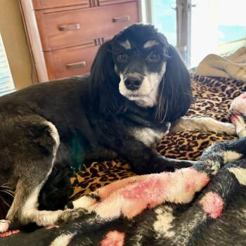 Cockapoo Dogs Available for Adoption - Millie  | PetCurious