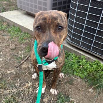 Bean -  Pit Bull Terrier Dog for Adoption in Philadelphia, Pennsylvania - Bean | PetCurious