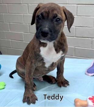 Rescue Pit Bull Terrier and Boxer Dogs for Adoption - Teddy (Sunny Days Ahead 2025) | PetCurious