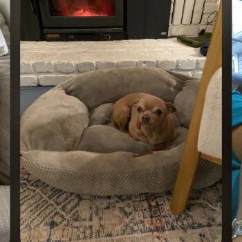 MUGSIE -  Chihuahua Dog for Adoption in Wolcott, Connecticut - MUGSIE | PetCurious