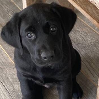 Butters -  Black Labrador Retriever and Mixed Breed Dog for Adoption in Charlottesville, Virginia - Butters | PetCurious