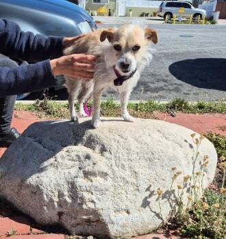 Rescue Smooth Fox Terrier Dogs for Adoption in Manhattan Beach, California - Aggie Terri Terrier! | PetCurious