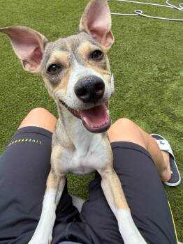 Wilson -  Chihuahua Dog for Adoption in Arlington, Virginia - Wilson | PetCurious