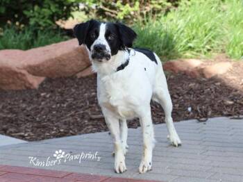 Field Spaniel and Mixed Breed Dogs Available for Adoption in Omaha, Nebraska - BOOP | PetCurious