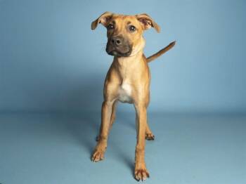 COCO -  Boxer and Mixed Breed Dog for Adoption in Phoenix, Arizona - COCO | PetCurious