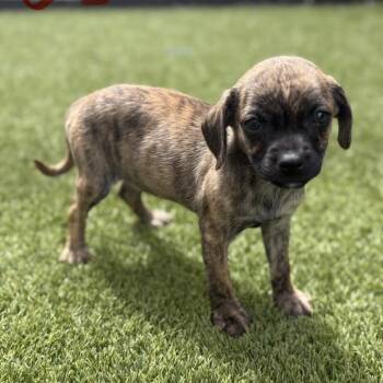 Chihuahua Dogs Available for Adoption in Loxahatchee Groves, Florida - Tatar Tot 6555 | PetCurious
