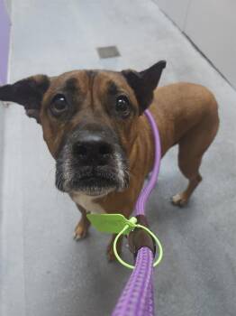 Black Mouth Cur and Mixed Breed Dogs Available for Adoption in Houston, Texas - CLAUDE | PetCurious