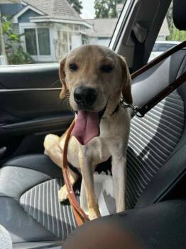 Daneyko / Ronald -  Labrador Retriever Dog for Adoption in Broomfield, Colorado - Daneyko / Ronald | PetCurious