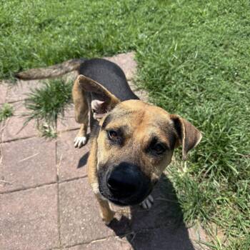 Holt -  Mixed Breed Dog for Adoption in Hendersonville, Tennessee - Holt | PetCurious
