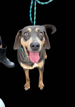 Rescue Hound Dogs for Adoption in Manchester, Connecticut - Macy | PetCurious