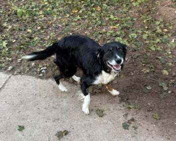 Blue -  Border Collie Dog for Adoption in Bellaire, Michigan - Blue | PetCurious