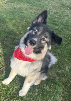 Norwegian Elkhound and German Shepherd Dog Dogs Available for Adoption - Jasper | PetCurious