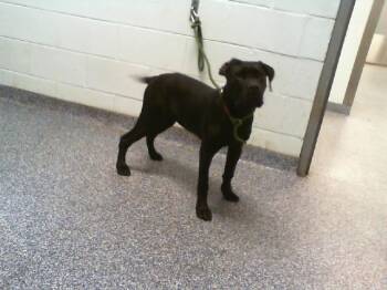 A1236344 -  Cane Corso Dog for Adoption in Charlotte, North Carolina - A1236344 | PetCurious