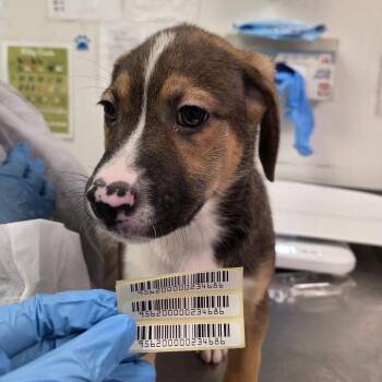 Kevin -  Mixed Breed Dog for Adoption in Charleston, West Virginia - Kevin | PetCurious