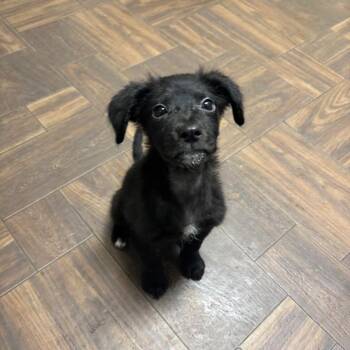 Stray - Virgilina Rd -  Mixed Breed Dog for Adoption in Roxboro, North Carolina - Stray - Virgilina Rd | PetCurious