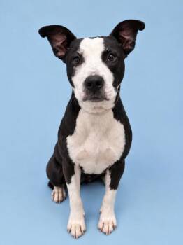 Finn -  Terrier Dog for Adoption in Gulfport, Mississippi - Finn | PetCurious