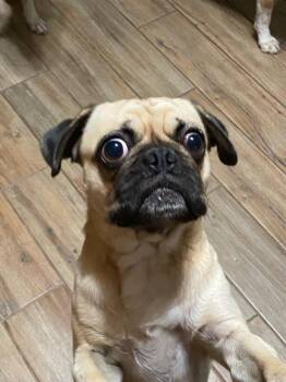 Sully -  Pug Dog for Adoption in Tucson, Arizona - Sully | PetCurious
