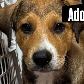 Reba -  Australian Shepherd Dog for Adoption in Haslet, Texas - Reba | PetCurious