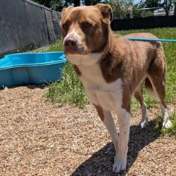 Nova Scotia Duck Tolling Retriever and Mixed Breed Dogs Available for Adoption in Buchanan Dam, Texas - Hershey | PetCurious