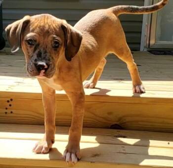 Rooster -  American Staffordshire Terrier and Hound Dog for Adoption in Colonial Heights, Virginia - Rooster | PetCurious