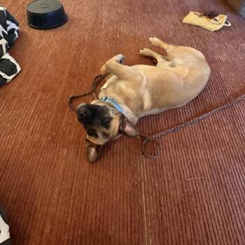 Basset Hound and Shepherd Dogs Available for Adoption in Potomac, Maryland - Waldo | PetCurious