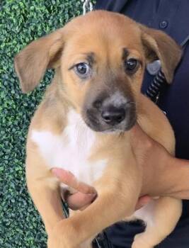 Shepherd and Mixed Breed Dogs Available for Adoption in El Paso, Texas - 60878381 | PetCurious