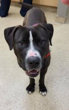 Woody -  Mixed Breed Dog for Adoption in Munster, Indiana - Woody | PetCurious