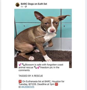 Blossom -  Shepherd and Mixed Breed Dog for Adoption in Saugus, Massachusetts - Blossom | PetCurious
