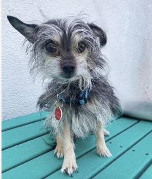 Rescue Yorkshire Terrier Dogs for Adoption in Los Angeles, California - TAZ | PetCurious