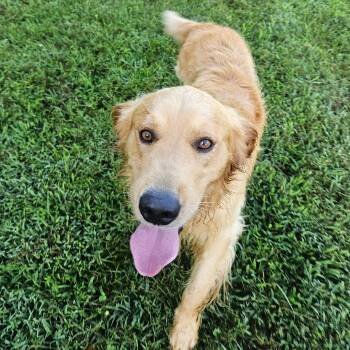 Toby #7484 -  Golden Retriever Dog for Adoption in Louisville, Kentucky - Toby #7484 | PetCurious