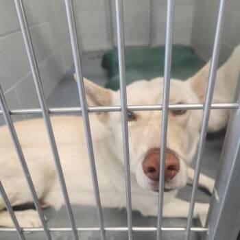 Shimmer -  Shepherd Dog for Adoption in Kingman, Arizona - Shimmer | PetCurious