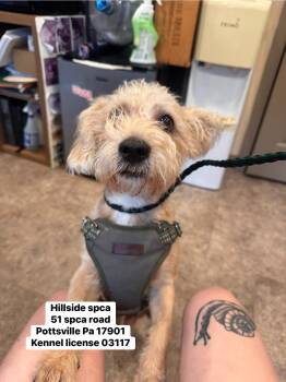Frank -  Miniature Schnauzer Dog for Adoption in Pottsville, Pennsylvania - Frank | PetCurious