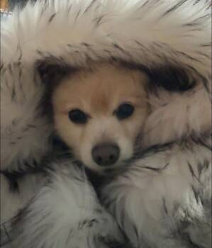 Pomeranian Dogs Available for Adoption in West Milford, New Jersey - Fozzie Bear | PetCurious