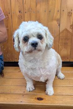 Opal -  Shih Tzu and Bichon Frise Dog for Adoption in Parsons, Kansas - Opal | PetCurious