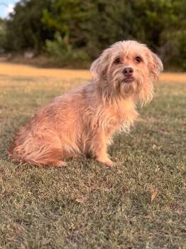 Harper -  Terrier Dog for Adoption in Helotes, Texas - Harper | PetCurious