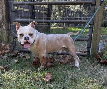 Rescue English Bulldog and American Bulldog Dogs for Adoption in Fairhope, Alabama - Prince Meatball | PetCurious