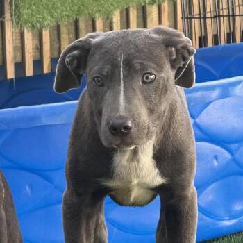 Dill Pickle -  Pit Bull Terrier and American Foxhound Dog for Adoption in Manchester, Pennsylvania - Dill Pickle | PetCurious