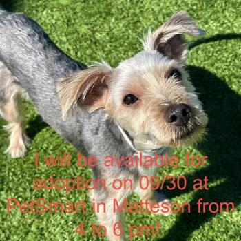 Jojo -  Yorkshire Terrier and Schnauzer Dog for Adoption in Matteson, Illinois - Jojo | PetCurious