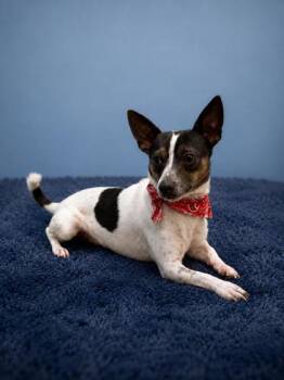 Pancho -  Chihuahua and Mixed Breed Dog for Adoption in Seagoville, Texas - Pancho | PetCurious